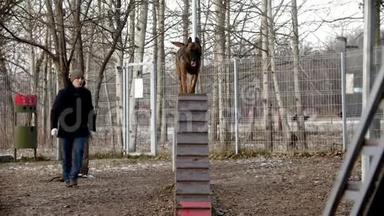 户外训练场上的狗训练——一只德国牧羊犬在看台上跑来跑去